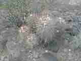 P5250127.JPG, 640x480 - 69.0k